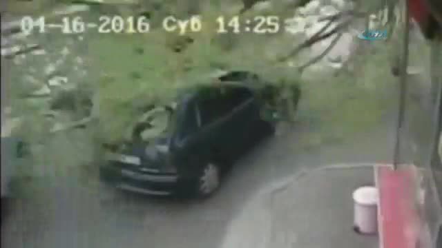 Dev ağaç üzerine devrildi