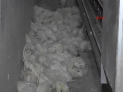 Elektrik gitti, 50 bin tavuktan 40 bini telef oldu