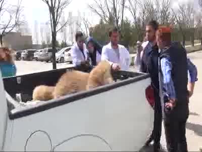 Yiyecek arayan 230 kiloluk boz ayı bir taşıtın çarpması sonucu telef oldu