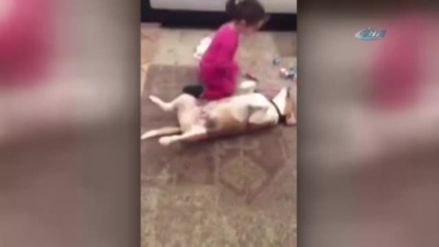 Sevimli köpek minik çocuğun ameliyat masasında