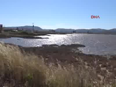 Flamingolar Bodrum'u sevdi