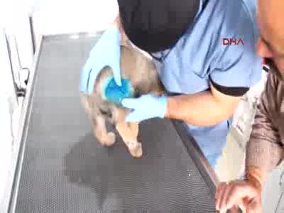 Yaraladığı sokak köpeğinin ayağına platin taktırıp sahiplendi