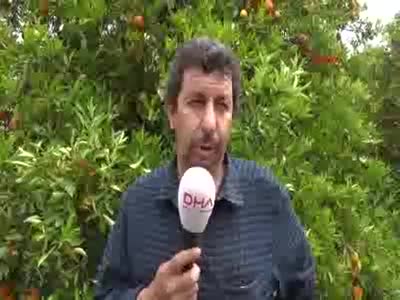 Dünyaca ünlü Finike Portakalı dalında kaldı