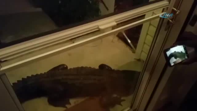Kapının önünde dev bir timsahla karşılaştılar