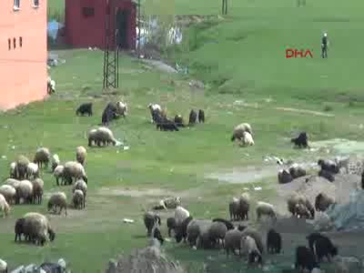 Yüksekova'da temizlik çalışması sürüyor