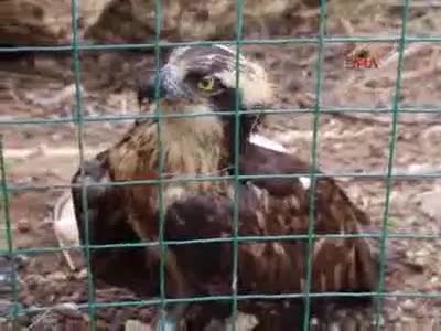 Finlandiya'da halkalanan balık kartalını Burdur'da vurdular
