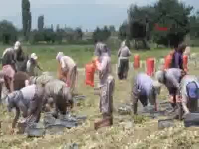 Patates üreticisinden fiyatlara müdahale talebi