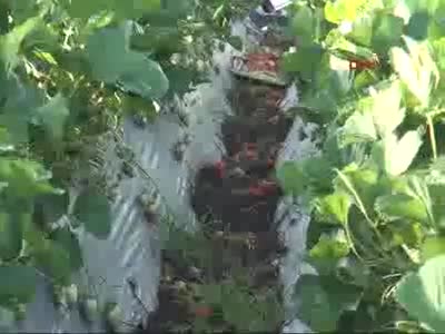 Batman'da tütün yerine ekilen çilek, ABD'ye ihraç ediliyor