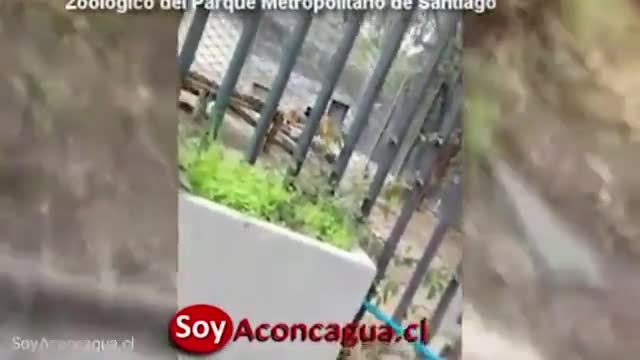Kendini aslanlara yem etti