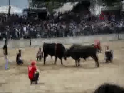 Boğası arenada, kadın sahibi ise tribünde terledi