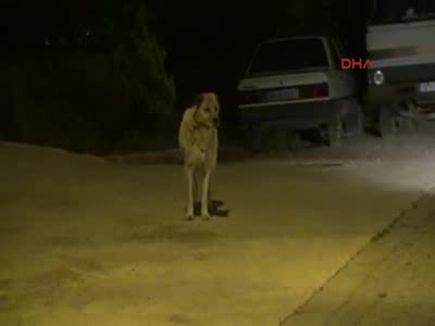Bursa'da evine giderken köpeğin saldırısına uğradı