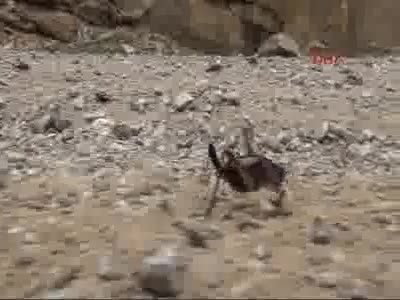 Bahçesaray'da çekirge istilası