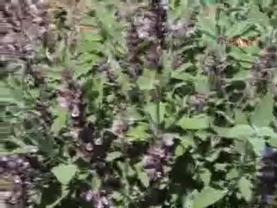 Arılar şifalı adaçayı balı üretiyor