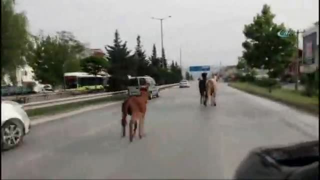 2 at ve 1 eşek trafiği alt üst etti