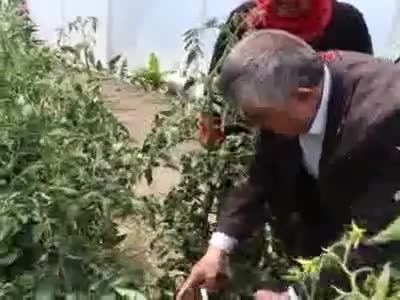Çocuklarının eğitimine katkı için sera kurup üretime başladı