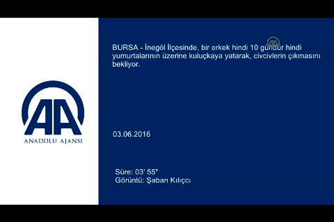 Bursa'da erkek hindi kuluçkaya yattı