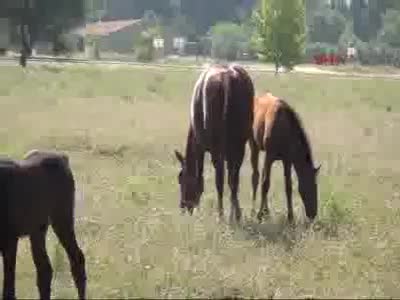 Cumhurbaşkanlığı'nın atları Bursa'da eğitiliyor