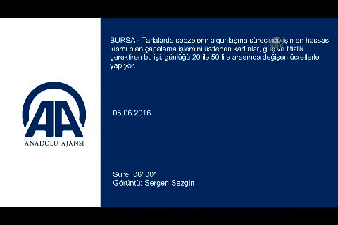 Bursa'nın emektar çapacı kadınları...