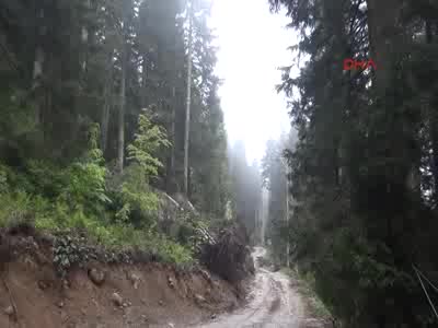Yol güzergahında cok sayıda çam ağacı yan yattı, bazılarıda kesildi