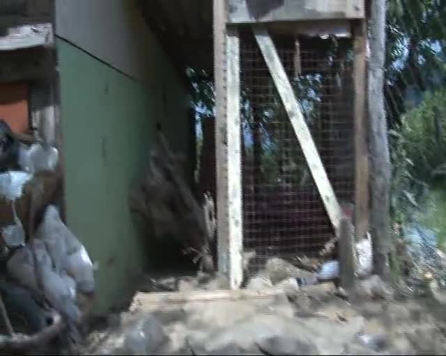 Bursa'da erkek Pitbull'u zehirlediler, hamile eşini çalıp kaçırdılar!