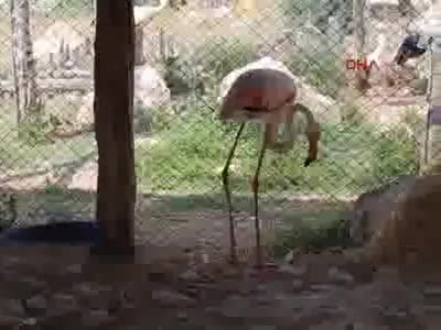 Burdur'da tedavisi tamamlanan flamingo, Burdur Gölü'ne bırakıldı