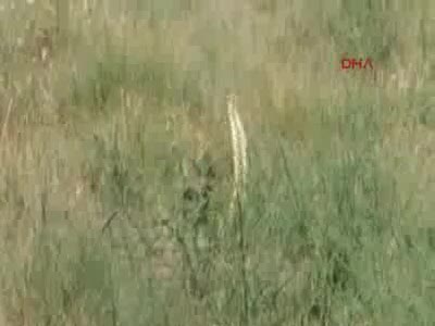 Bayramiç'te yılanların dansı görüntülendi