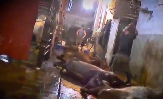 Hayvanları kafalarına balyozla vurularak öldürdü (+18)