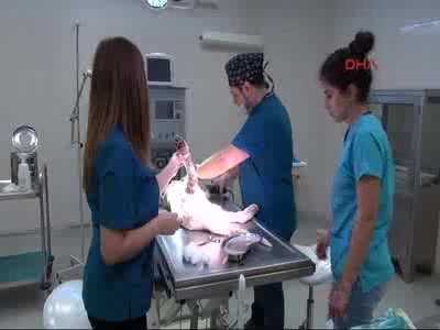 Otomobilin çarptığı köpeğin bir bacağı kesildi