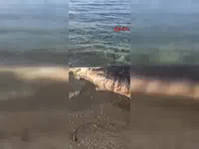 Antalya'da dev balina ölüsü karaya vurdu