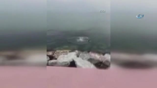 Boğazına ip bağladığı kediyi tekmeyle denize attı