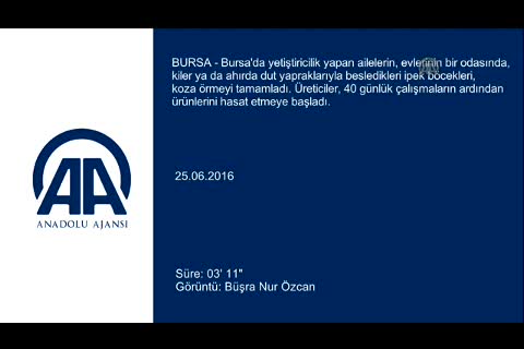 Bursa'da "İpek kozası"nda hasat zamanı
