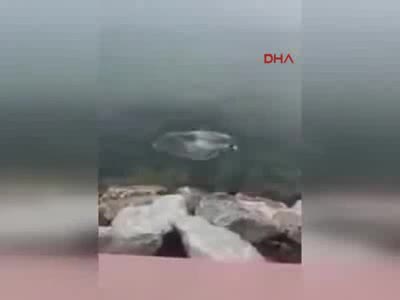 Kocaeli'nde kediyi tekmeleyerek denize attı