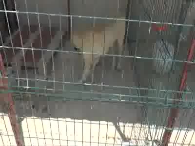 Gaziantep'te, Kangal köpeği, dişi köpekle kandırarak çaldılar