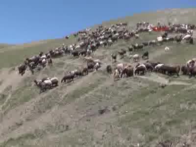 Muş'ta koyun kırkma zamanı