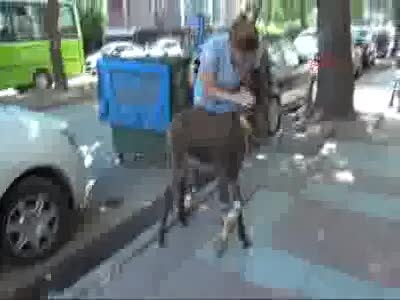 Kazada yaralanan sıpa, mahallenin maskotu oldu
