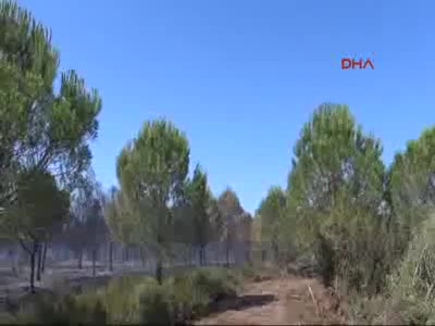 Gelibolu Yarımadası'ndaki orman yangını yangını kontrol altına alındı