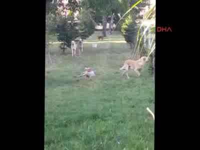 Bursa'da köpekler koyun sürüsüne saldırdı