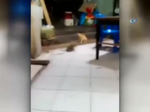 Dev fareler birbirine girdi, kedi şaşkınlıkla izledi