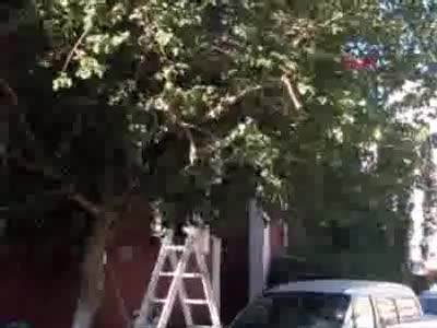 Ağaçtaki arılar işlek caddeyi hareketlendirdi
