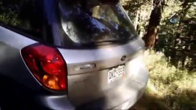 Ayı, kendini aracın bagajına kilitledi