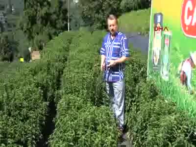 Doğu Karadeniz yeni bir tarım ürünü ile tanıştı: Rize şekeri