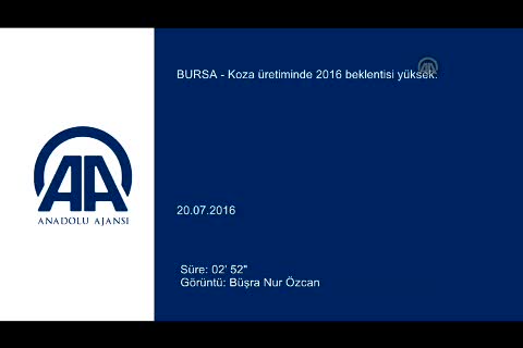 Bursa'da koza üretiminde 2016 beklentisi yüksek