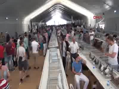 Fuarda 5 bin dolara satılan horoz ilgi odağı oldu