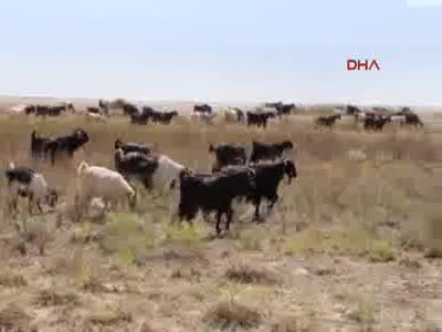 3 üniversiteli kız Lisinia'da gönüllü çoban oldu