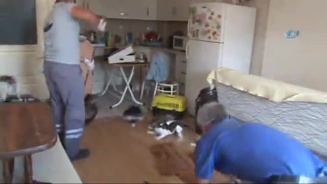 Bursa'da çekyatın içinden onlarca kedi fırladı!