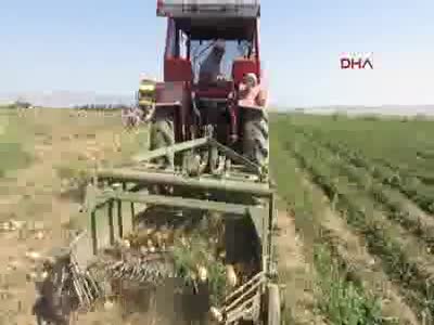 Sandıklı'da patates hasadı bu yıl da sıkıntılı