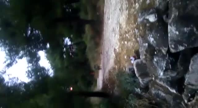 Bursa Atatürk Kent Ormanı'nı domuzlar bastı!