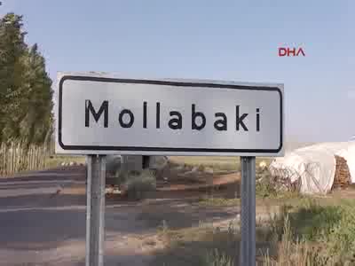 1,5 tonluk boğayı alana otomobil bedava
