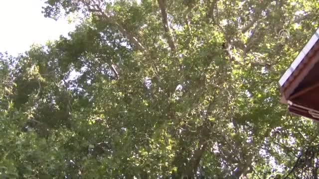 Bursa'da asırlardır ziyaretçilerini gölgesinde ağırlıyor