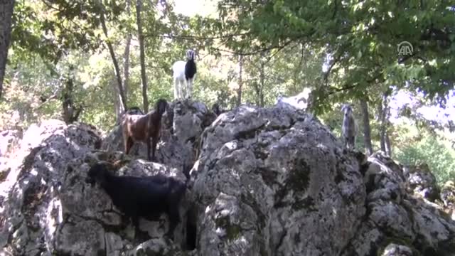 Bursa Uludağ'ın keçilerine bayram rağbeti